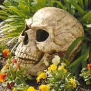 czaszka w ogrodzie