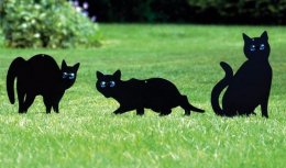 koty w ogrodzie