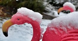 flamingi w zimowym ogrodzie