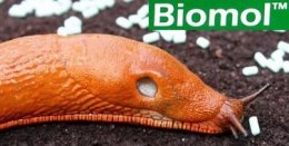 Biomol - naturalnie likwiduje ślimaki